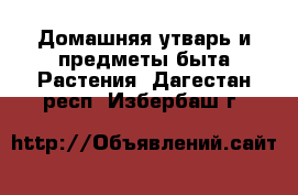 Домашняя утварь и предметы быта Растения. Дагестан респ.,Избербаш г.